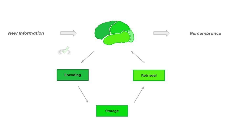 memory encoding vs retrieval learning science